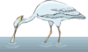 Spoonbill In Water Clip Art